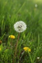 Morning landscape,ÃÂ White dandelion with green background, nature green backgound